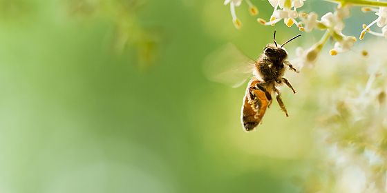 Una giornata green: il magico mondo delle api